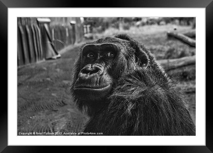 Gorilla Framed Mounted Print by Neal P