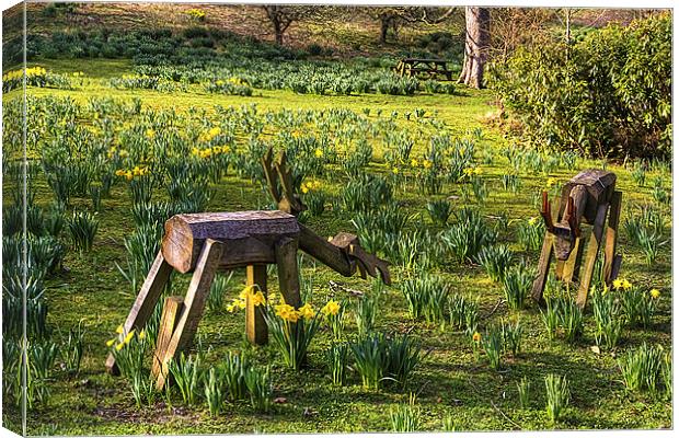 Step away from my Daffodils Canvas Print by Tom Gomez