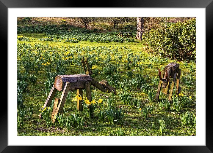 Step away from my Daffodils Framed Mounted Print by Tom Gomez