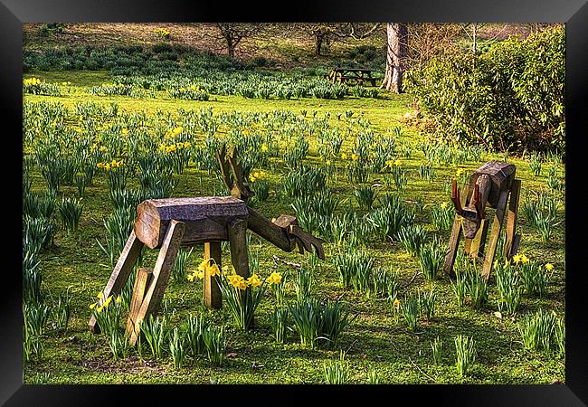 Step away from my Daffodils Framed Print by Tom Gomez
