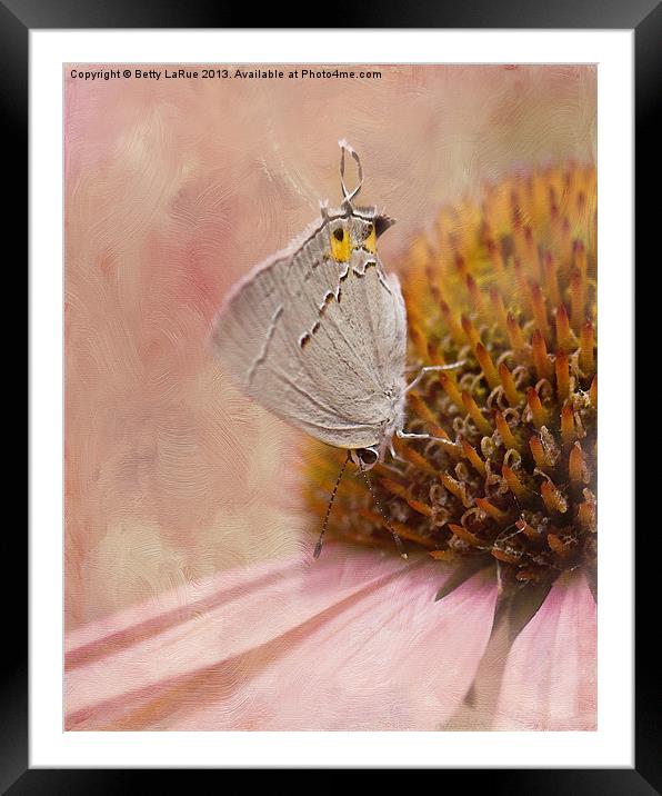 Gray Hairstreak Butterfly Framed Mounted Print by Betty LaRue
