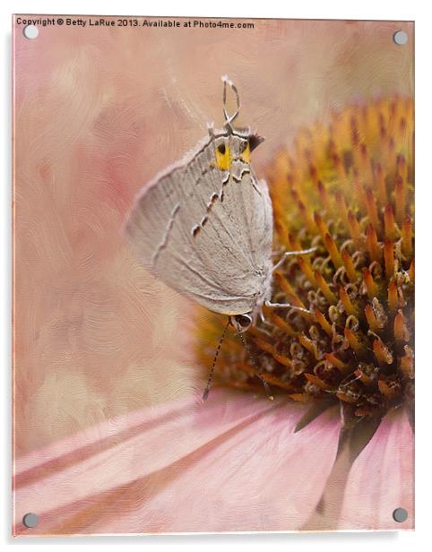 Gray Hairstreak Butterfly Acrylic by Betty LaRue