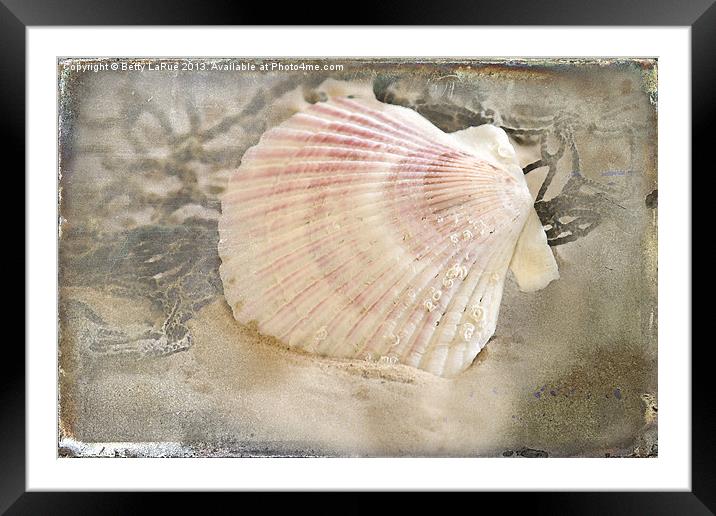 Seashell On The Beach Framed Mounted Print by Betty LaRue