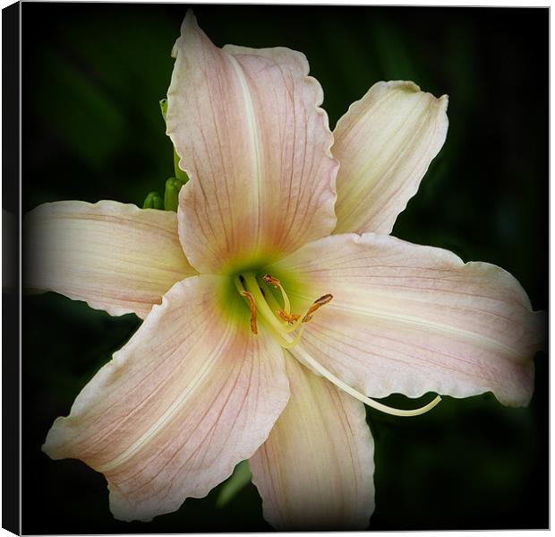 Day lily Canvas Print by Jackie Forrest