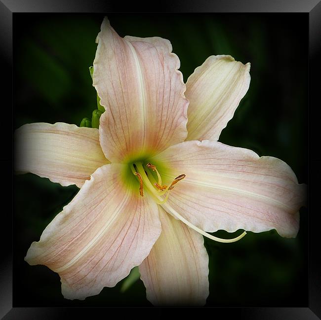 Day lily Framed Print by Jackie Forrest