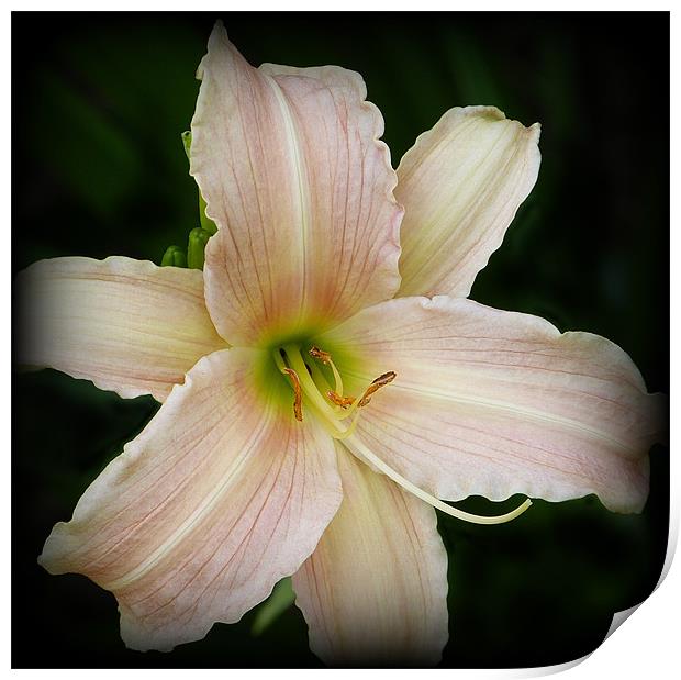Day lily Print by Jackie Forrest