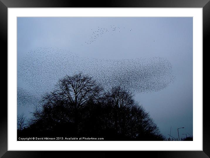 COMING HOME TO ROOST Framed Mounted Print by David Atkinson
