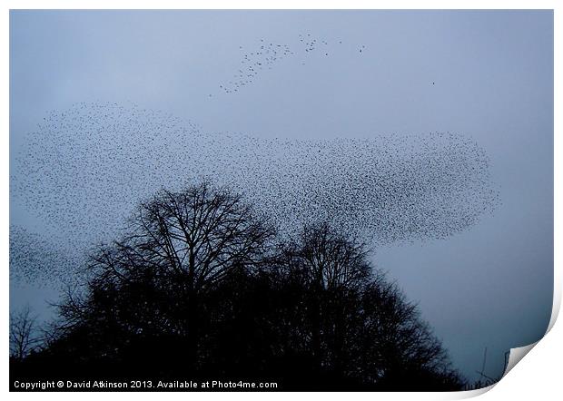 COMING HOME TO ROOST Print by David Atkinson