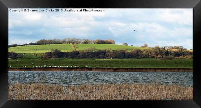 Perfect Pett Framed Print by Sharon Lisa Clarke