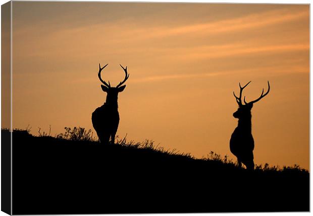 Red deer dawn Canvas Print by Macrae Images