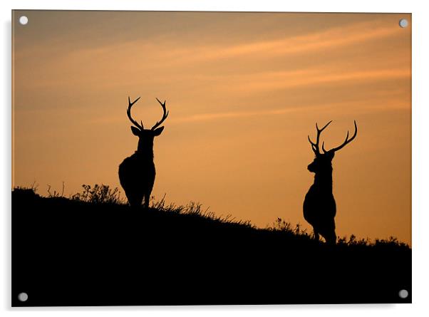 Red deer dawn Acrylic by Macrae Images