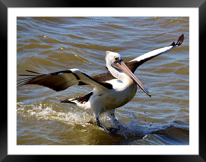 Pelican Landing Framed Mounted Print by Mark Lee