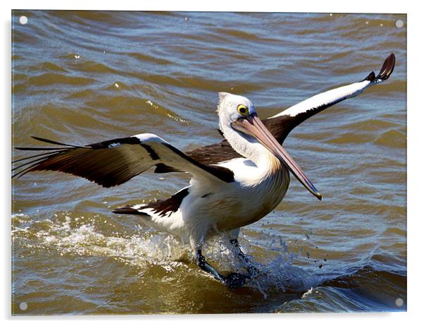Pelican Landing Acrylic by Mark Lee