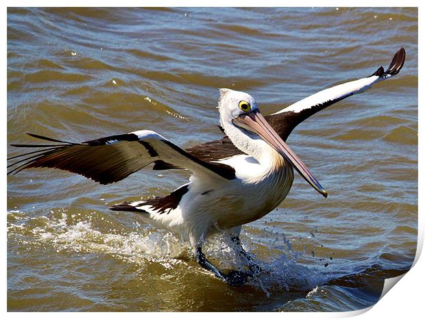 Pelican Landing Print by Mark Lee