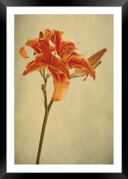 in the shadow Framed Mounted Print by Dawn Cox