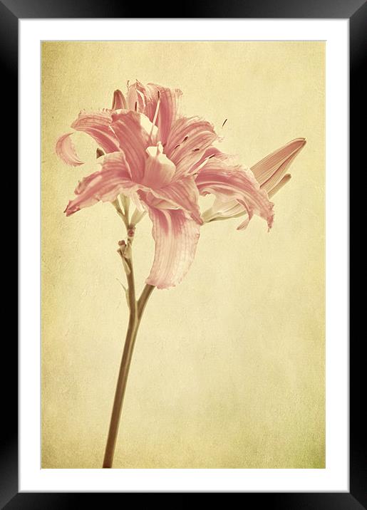 pink lilly flower Framed Mounted Print by Dawn Cox