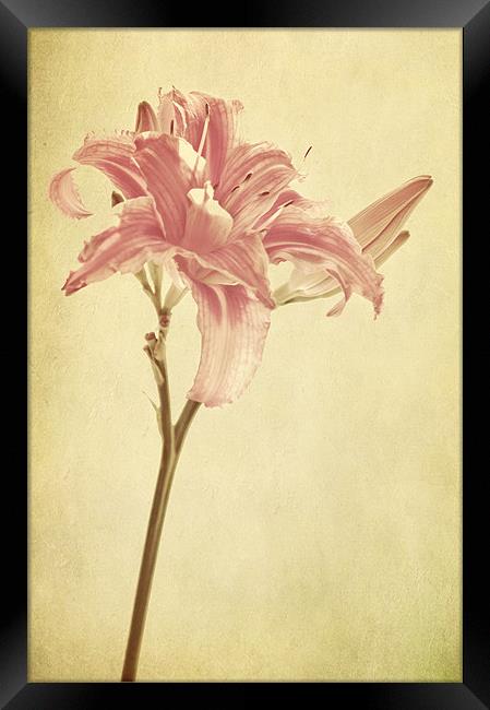 pink lilly flower Framed Print by Dawn Cox