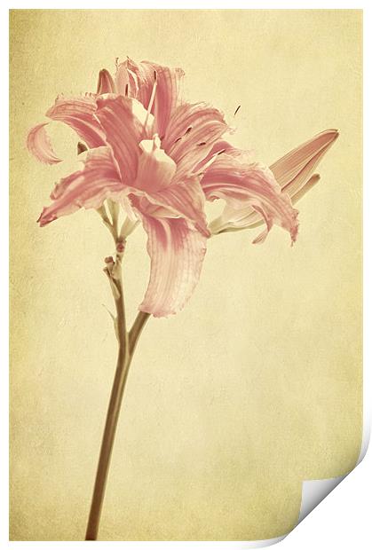 pink lilly flower Print by Dawn Cox