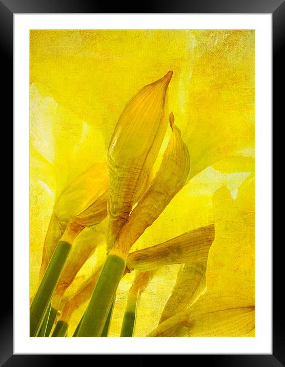 daffodils Framed Mounted Print by Heather Newton