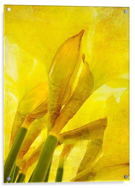 daffodils Acrylic by Heather Newton