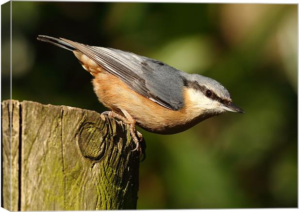 Nuthatch Canvas Print by Grant Glendinning