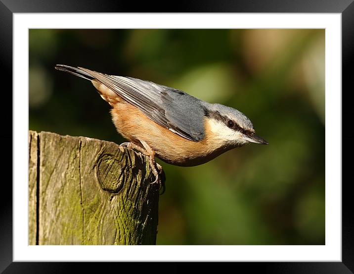 Nuthatch Framed Mounted Print by Grant Glendinning