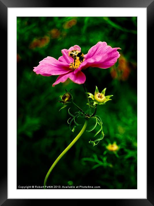 Bee on Cosmos Framed Mounted Print by Robert Pettitt