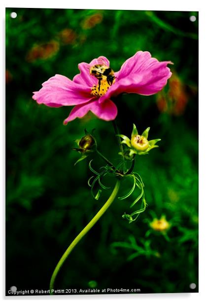 Bee on Cosmos Acrylic by Robert Pettitt