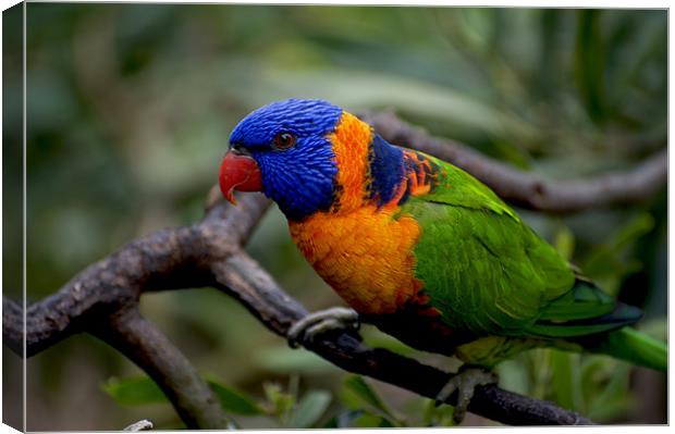 Red Collared Lorikeet Close Up Canvas Print by Graham Palmer