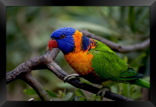 Red Collared Lorikeet Close Up Framed Print by Graham Palmer