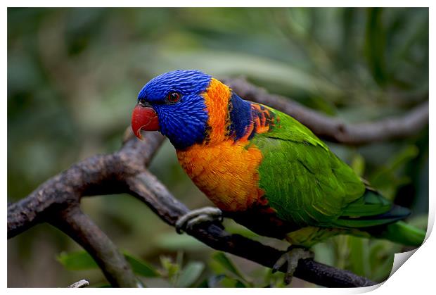 Red Collared Lorikeet Close Up Print by Graham Palmer
