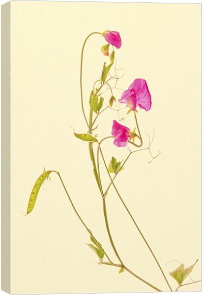 Pink Sweet Pea Canvas Print by Dawn Cox
