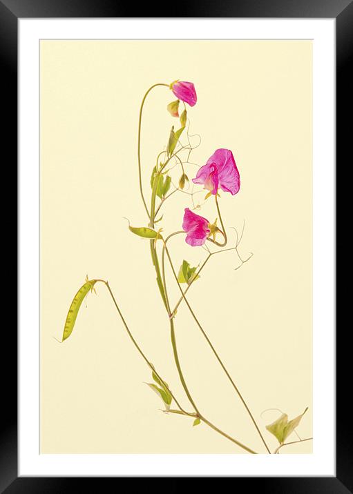 Pink Sweet Pea Framed Mounted Print by Dawn Cox