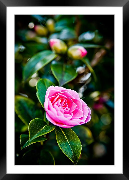 Pink Camellia Framed Mounted Print by Mark Llewellyn