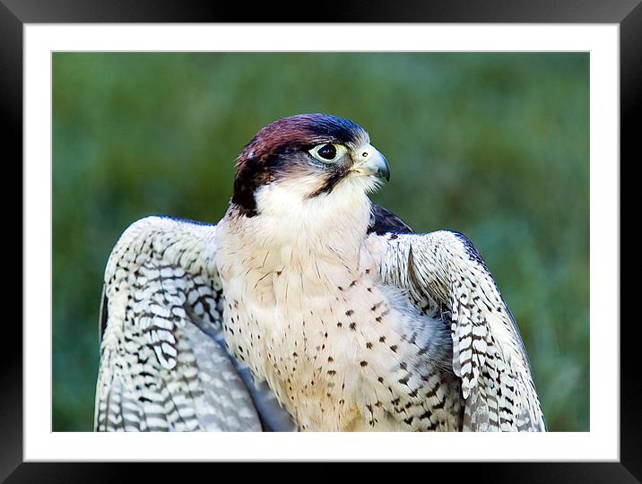 Peregrine Falcon Framed Mounted Print by Mark Llewellyn
