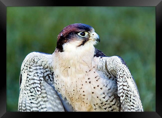 Peregrine Falcon Framed Print by Mark Llewellyn