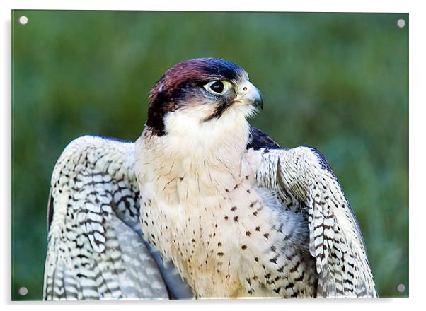 Peregrine Falcon Acrylic by Mark Llewellyn