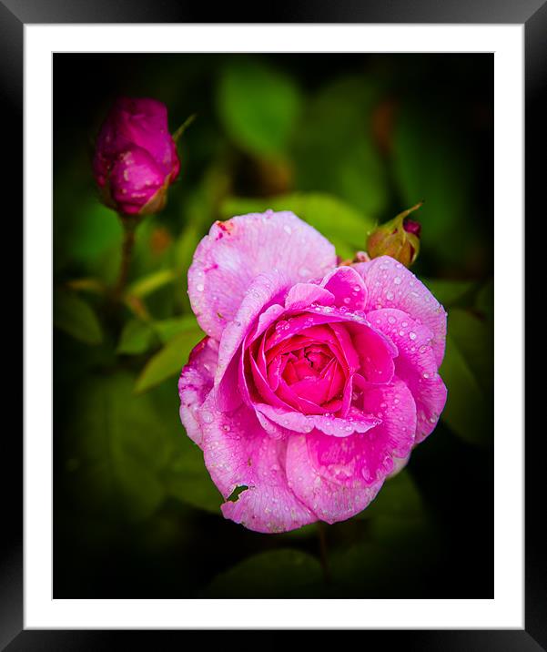 Pink Rose Framed Mounted Print by Mark Llewellyn