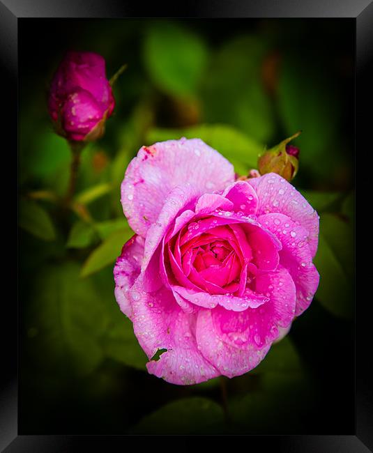 Pink Rose Framed Print by Mark Llewellyn