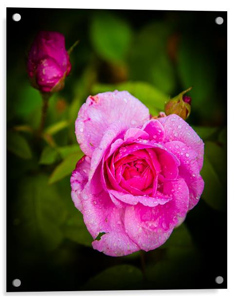 Pink Rose Acrylic by Mark Llewellyn