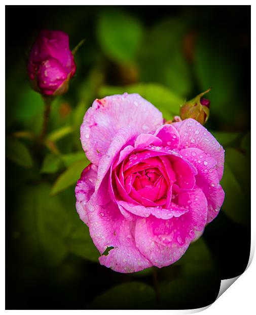 Pink Rose Print by Mark Llewellyn