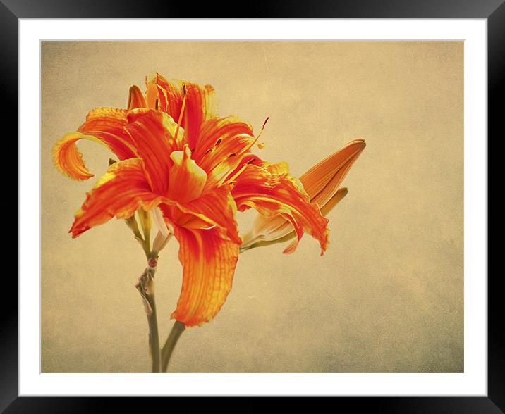 Orange Lily Framed Mounted Print by Dawn Cox