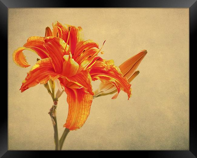 Orange Lily Framed Print by Dawn Cox