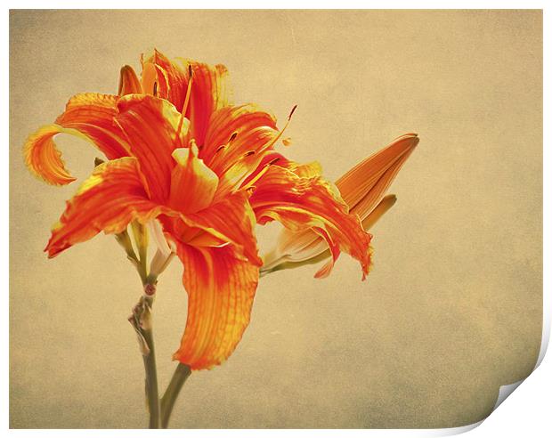 Orange Lily Print by Dawn Cox