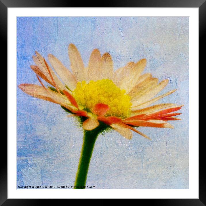 Daisy Textures Framed Mounted Print by Julie Coe