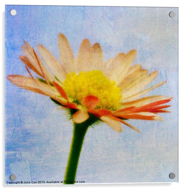 Daisy Textures Acrylic by Julie Coe