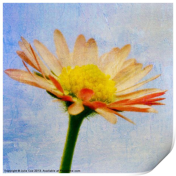 Daisy Textures Print by Julie Coe
