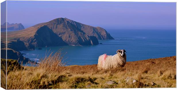 Sheep with a view Canvas Print by barbara walsh