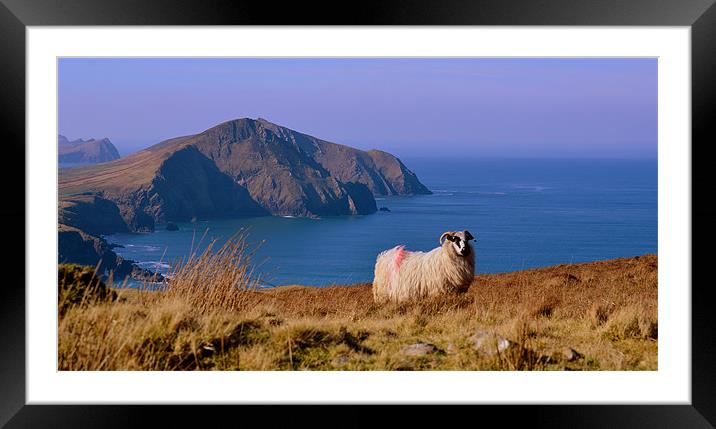 Sheep with a view Framed Mounted Print by barbara walsh