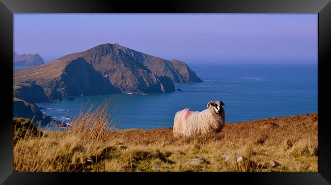 Sheep with a view Framed Print by barbara walsh